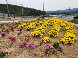 경주시 천북면 ˝국화향기로 가을을 알리다˝ 