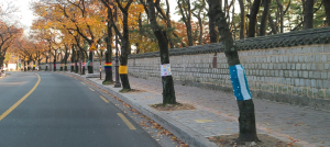 경주시, 겨울이 더 아름다운 `대릉원 돌담길`