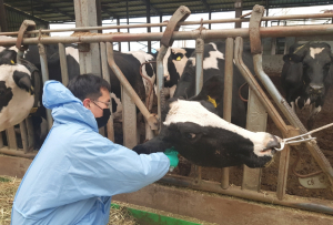 경주시, 소 결핵·브루셀라 일제검사