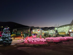 경주시, 동궁원 겨울철 볼거리 제공 ˝LED수국 빛의 향연˝