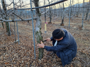 경주시, 사과. 배 농가 `과수 화상병` 예방 총력 