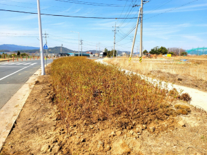 경주시 외동읍 ‘봄의 전령’ 영산홍 식재 