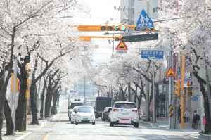 [사진]경주 벚꽃의 향연