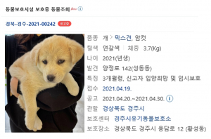 경주시 `유기동물보호소` 버려진 강아지 입양 역할 `톡톡’ 