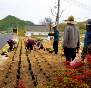 경주시 문무대왕면 장항2리 마을회, 우리마을 꽃동산 만들기 `구슬땀` 