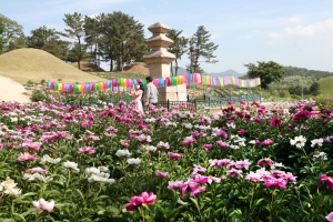 [사진] 경주 서악동 3층 석탑 주변 `작약꽃` 만개