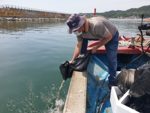 경주시, 동해안 특산품 어린 해삼(海蔘) 37만 마리 방류 