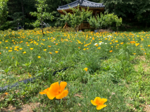 경주시 월성동, 금영화 만개 화단 조성 