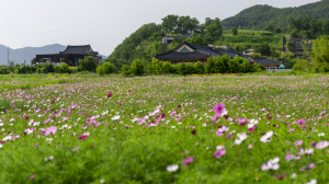 경주시, 양동마을.옥산서원 ‘코스모스` 단지 조성 