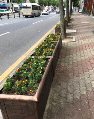 경주시 황오동, 형형색색 가을맞이 꽃 식재