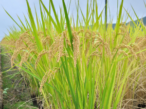 경주시, 최고 품질 ‘경주 안평쌀’ 소비자들에 첫선 보여