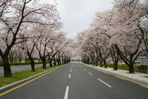 경주시, 경주벚꽃축제 `2022년 경상북도 지정 우수축제` 선정 쾌거