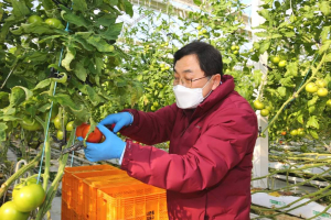 주낙영 경주시장, 강동면 오금 토마토 거점농가 현장 방문 `소통행정 펼쳐`