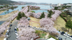 경북문화관광공사 ˝보문관광단지 상춘객 북적북적˝ 벚나무 100그루 식재
