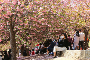 경주시, 불국사 겹벚꽃 축제 `겹벚꽃 관람객들` 북적북적