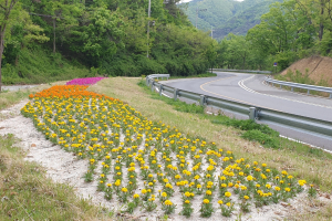 경주시 보덕동, 새마을부녀회 `유휴지 아름다운 꽃밭` 조성