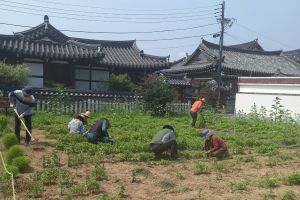 경주시 황남동, 고도지구주민협의회 우리동네 행복터` 꽃밭 가꾸기