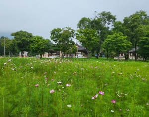 경주시, 양동마을. 옥산서원 코스모스 `만발`