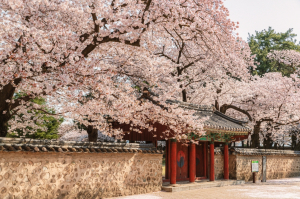 경북문화관광공사, 올 봄! 꼭 가보고 싶은 ˝경북 23선˝ 선정