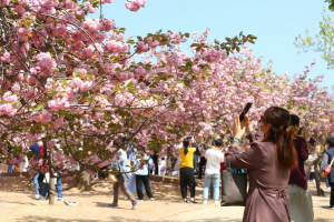 경주시 ˝경주벚꽃축제 4년 만에 열린다˝ 플로깅. 반려견 놀이터 등 이색풍경 연출