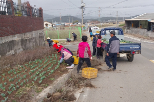 경주시 외동읍 ‘아름답고 밝은 외동 조성` 튤립 식재