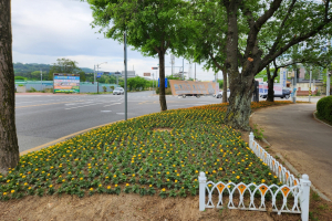 경주시 보덕동, 아름다운 볼거리 선사 `봄꽃 식재`