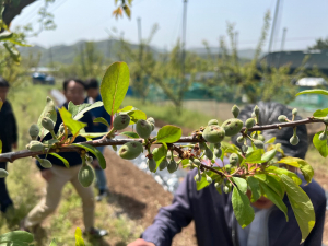 경주시, 이상기온 농작물 피해 입은 농가 `특별 지원`