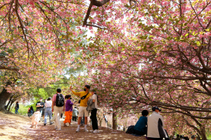 경주시 “겹벚꽃 보러 왔어요” 겹벚꽃 명소 경주불국공원 상춘객 `북적`