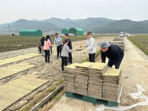 경주시체육회, 모내기 농가 일손돕기 봉사활동 전개