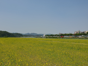 경주시, 형산강변 노란 유채꽃 물결 `넘실`