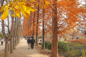 경주시, 가을 단풍 여행의 최적지 “경주 단풍 명소 9곳으로 오세요”