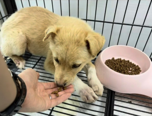낭떠러지 고립 45일…127일 만에 새 가족 만난 유기견‘여울이’