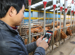 경주천년한우·경주체리·감포 참전복…경주 농축수산 ‘3대 명품’ 부상