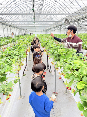 “새콤달콤 향긋한 딸기밭으로 떠나요”