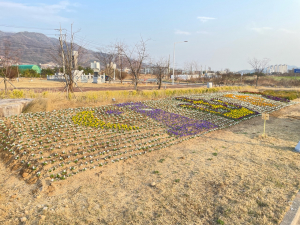 외동읍, 호국동산에‘봄꽃 단장’… 경주 상징 문양 눈길