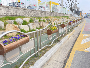 경주 입실초 통학로 ‘꽃길 변신’…비올라 700본 식재
