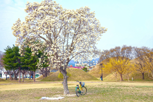 벚꽃보다 먼저 만나는 경주의 봄…목련 명소 따라 산책길
