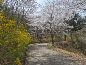 토함산자연휴양림, ‘꽃묘 나눔 행사’ 개최