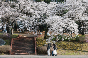 경주 전역 벚꽃 만개… 주말 ‘봄꽃 절정’ 맞았다