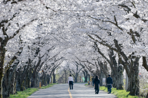 “벚꽃 끝났다고?”… 경주 암곡, 마지막 봄을 붙잡다