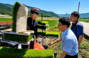 경주시, 벼 무경운 이앙 연시회 개최… 저탄소 재배기술 확산