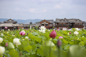 황리단길 옆 황남고분 연꽃 만개… 여름 경주 대표 풍경으로 '눈길'