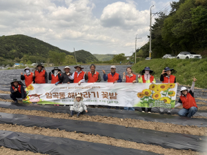 보덕 암곡 와동·계정마을, 해바라기 꽃밭 활짝