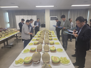 경주이사금 멜론 품질 경쟁력 높인다
