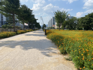 경주 폐철도 부지에 코스모스 활짝…도심 속 산책 명소로