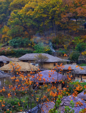 황금빛 들녘부터 보랏빛 산사까지… 아낌없이 채워진 10월의 경북